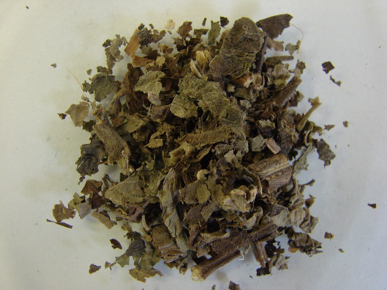 Patchouli leaves, Pogostemon cablin