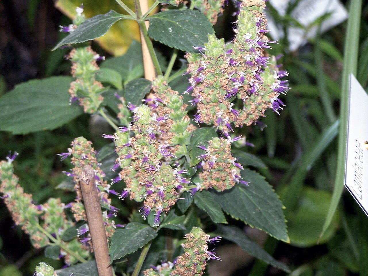Patchouli plant, Pogostemon cablin